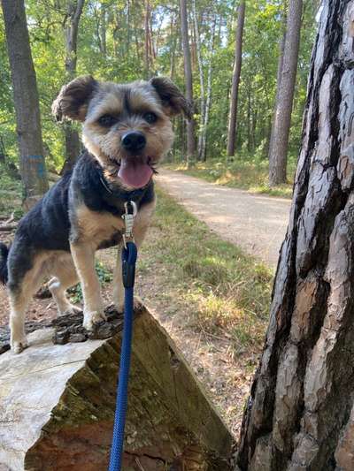 31. Collagen Challenge - Bänke/ Steine /Baumstümpfe-Beitrag-Bild