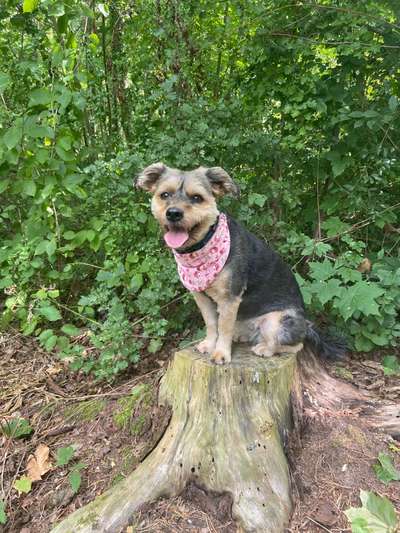 31. Collagen Challenge - Bänke/ Steine /Baumstümpfe-Beitrag-Bild