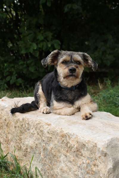 31. Collagen Challenge - Bänke/ Steine /Baumstümpfe-Beitrag-Bild