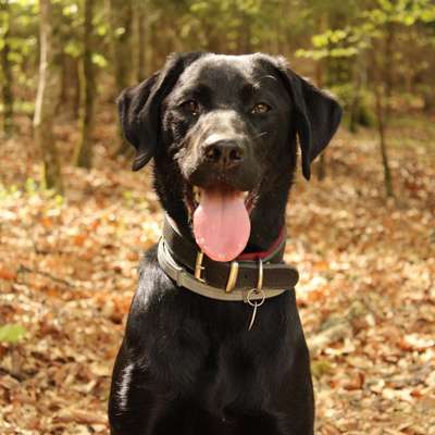 Hundetreffen-Spaß, Abenteuer und ein wenig Training-Bild