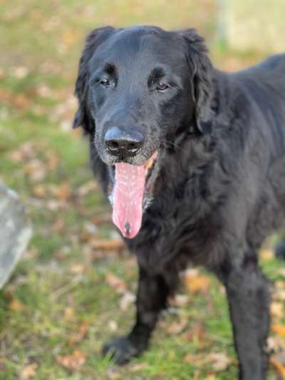 Fotochallenge Nr. 59 - Mein Hund zeigt die Zunge-Beitrag-Bild