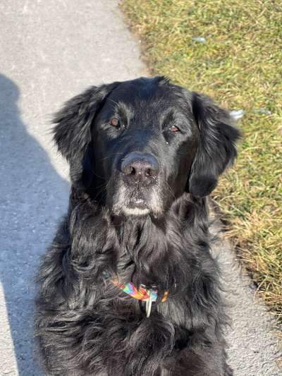 Zeichnungen eurer Hunde-Beitrag-Bild