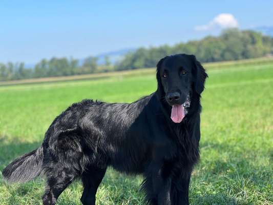 Flat Coated Retriever-Beitrag-Bild
