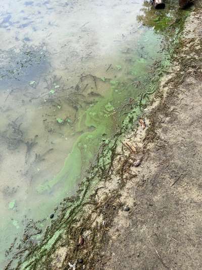 Giftköder-Blaualgen Wulsdorfer Baggerkuhle-Bild