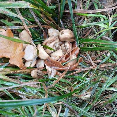 Giftköder-Möglicher Giftköder-Bild