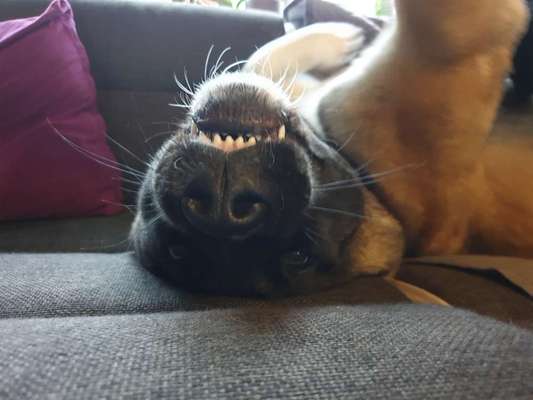 Die Dogorama Wochen Challenge-Beitrag-Bild