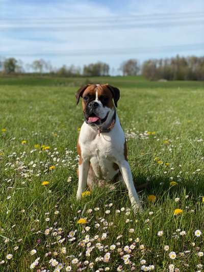 Hundetreffen-Boxertreff 🐶-Bild