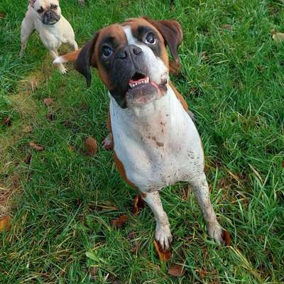 Hundetreffen-Boxertreff-Bild