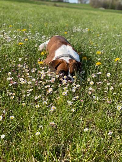 Die Dogorama Monats Challenge "Es grünt und blüht"-Beitrag-Bild