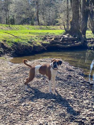 Dogorama-Monats-Challenge-Mai "Wasser"-Beitrag-Bild