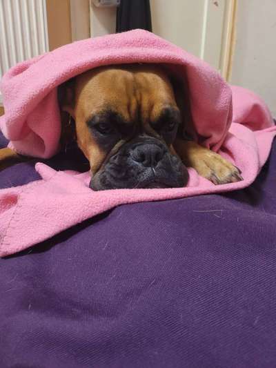 Deutsche Boxer-Beitrag-Bild