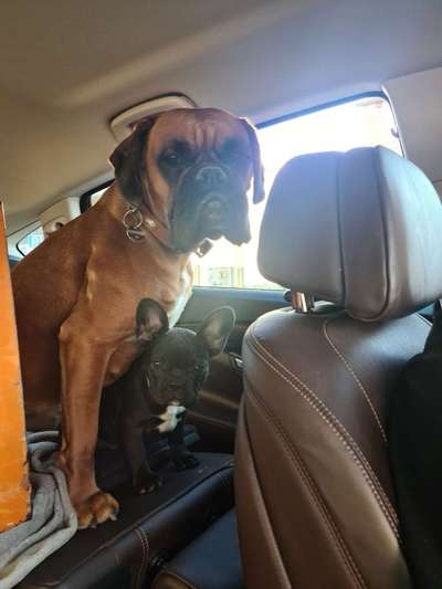 Französische Bulldoggen-Beitrag-Bild