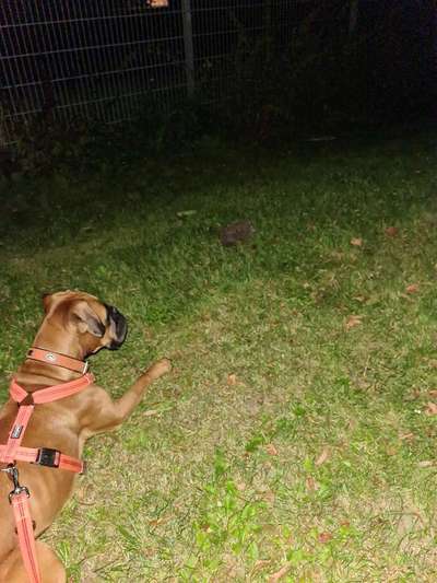 Deutsche Boxer-Beitrag-Bild