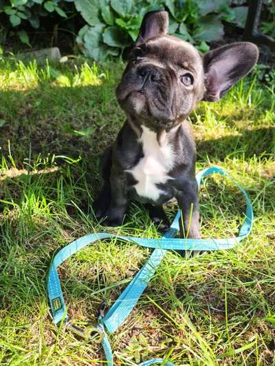 Französische Bulldoggen-Beitrag-Bild