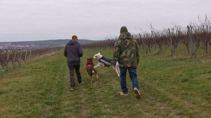 Challenge Nr. 16         Dynamik - Dein Hund in Bewegung-Beitrag-Bild