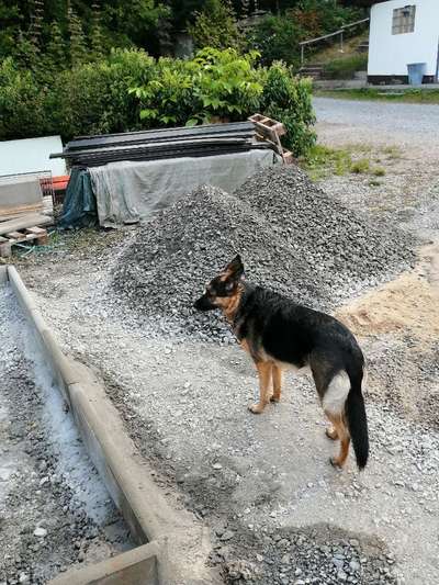 Hundetreffen-Gemeinsame Runden in Thulba-Bild