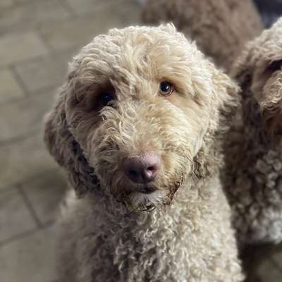 TierschutzhundeStammtisch🐕-Beitrag-Bild