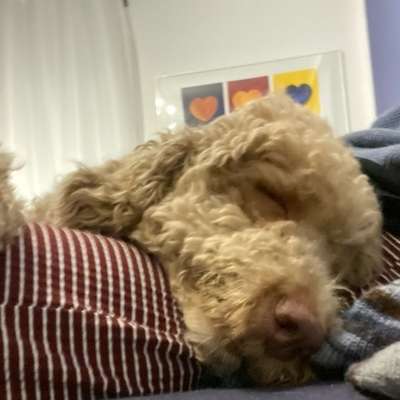 Zeigt her eure Pudel-Beitrag-Bild