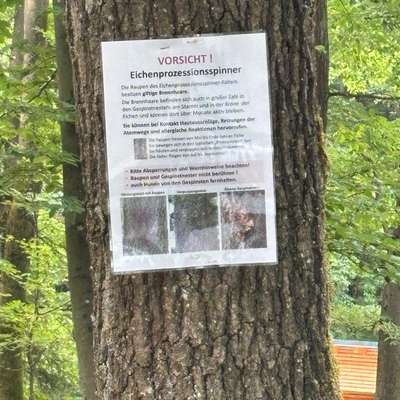 Giftköder-Eichenprozessionsspinner-Bild