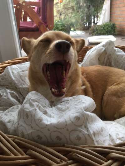 Zeigt eure verrücktesten Hundebilder-Beitrag-Bild