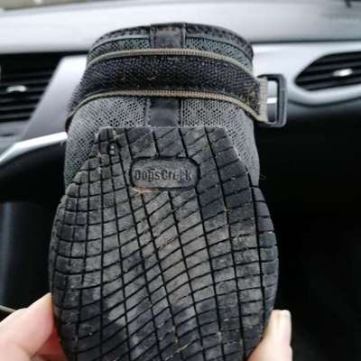 Hundeschuhe-Beitrag-Bild