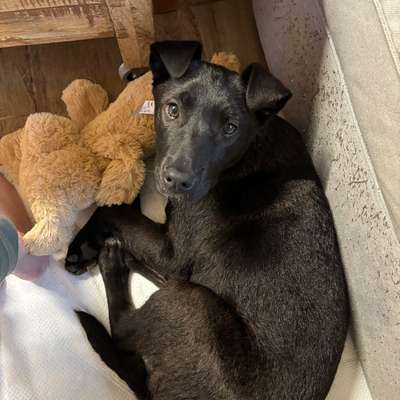 Hundetreffen-Welpen - spieltreffen-Bild