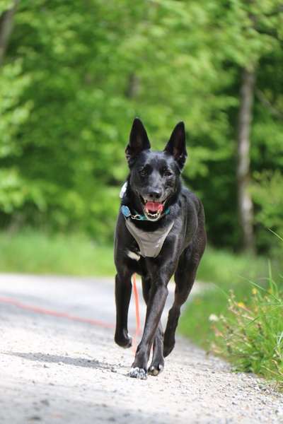 Hundetreffen-Gassigeh Freunde gesucht-Bild