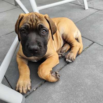 Hundetreffen-Freizeit-Welpentreffen Lemgo und Umgebung-Bild