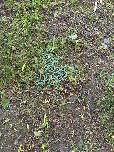 Giftköder-Grüne Pellets, Rattengift?-Bild