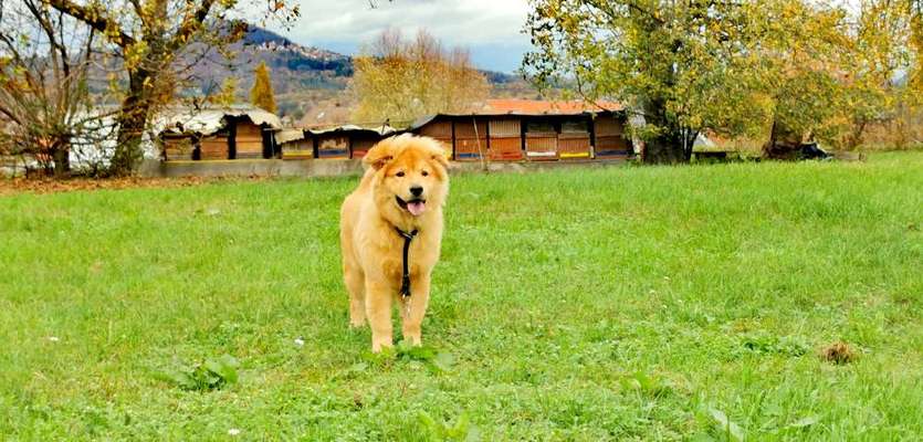 Welche Hunderasse-Beitrag-Bild