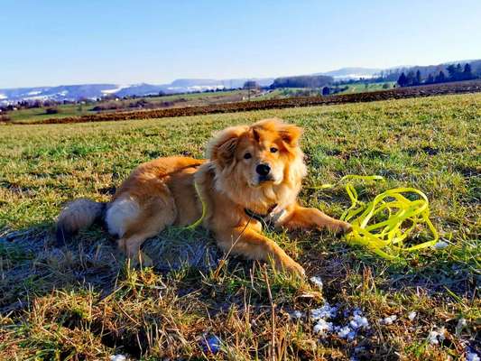Chow Chows?-Beitrag-Bild