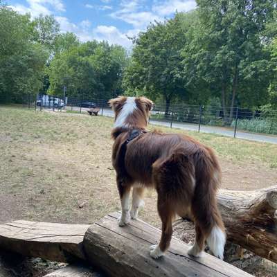 Hundetreffen-Treffen zum toben (Junghunde)