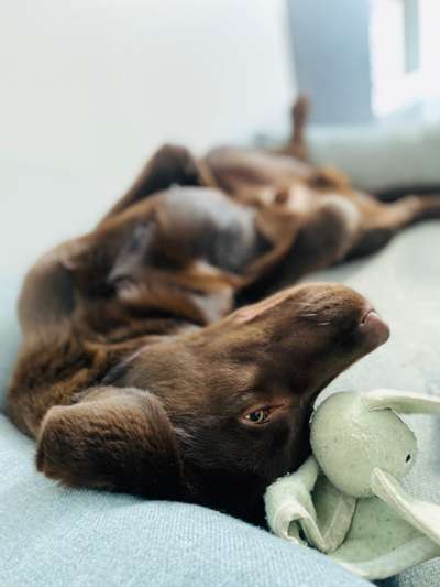 Die Dogorama Wochen Challenge-Beitrag-Bild