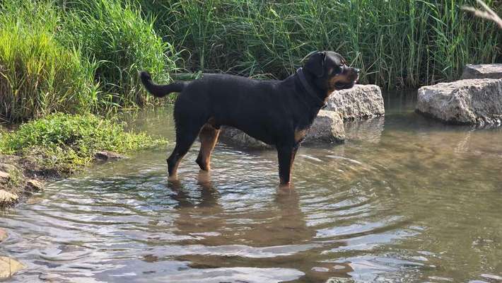 Nicht ganz alltägliche Hundenamen.
Wie kreativ wart ihr?-Beitrag-Bild