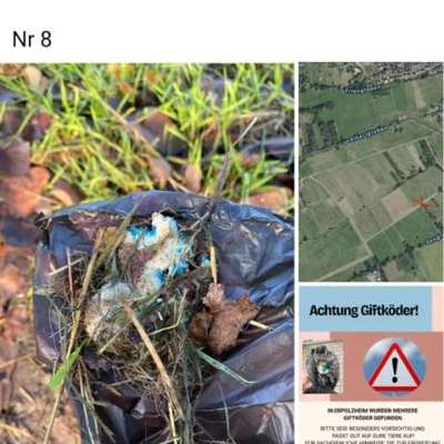 Giftköder-Giftköderfund. Futter mit blauem Rattengift-Bild