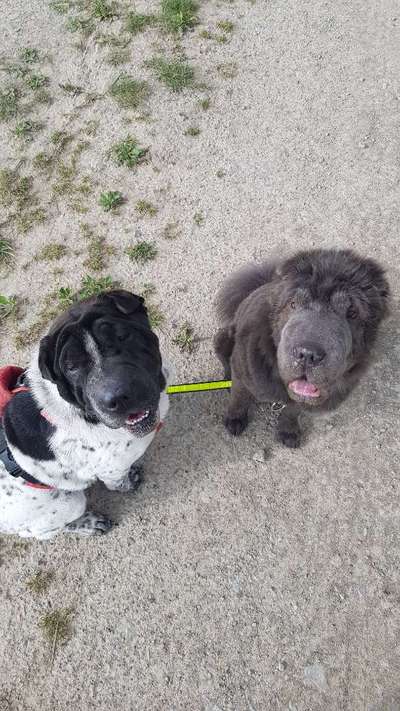 Shar Pei Mischlinge-Beitrag-Bild