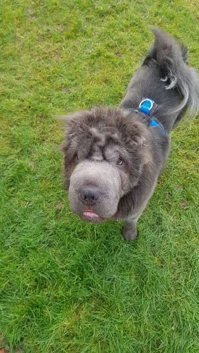 Sharpei-Beitrag-Bild