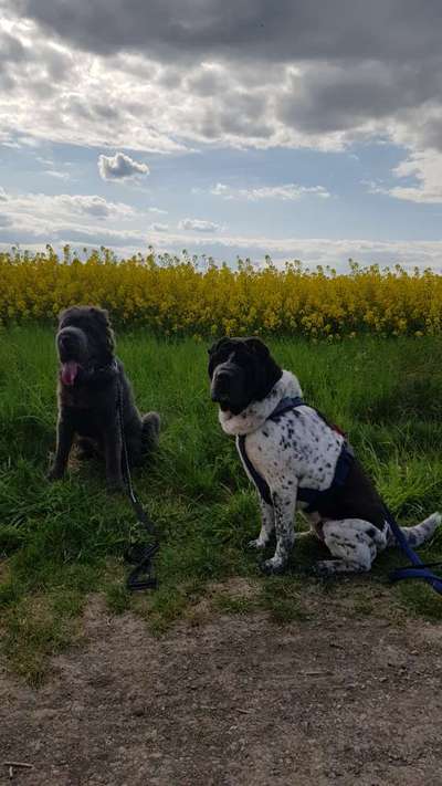 Hundetreffen-Hundespiel in Ronnenberg und Umgebung-Bild