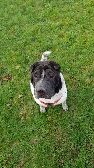 Sharpei-Beitrag-Bild