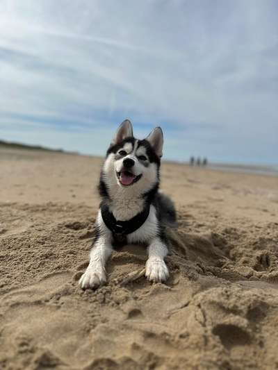 Hundetreffen-Hundebegegnungen üben, Social Walks etc. 🐾-Bild