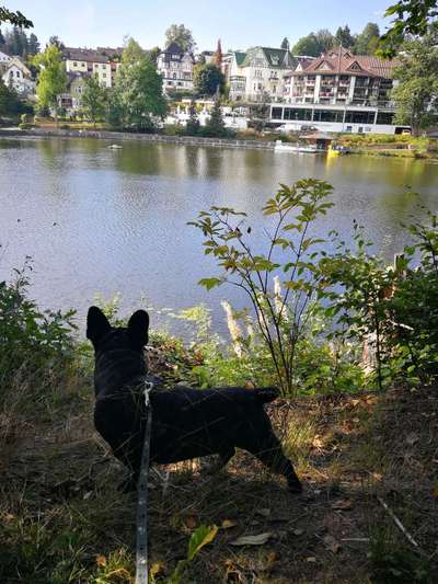 Hundetreffen-Junghund Gassi Runde, Spielen etc in/um Bad Sachsa-Bild