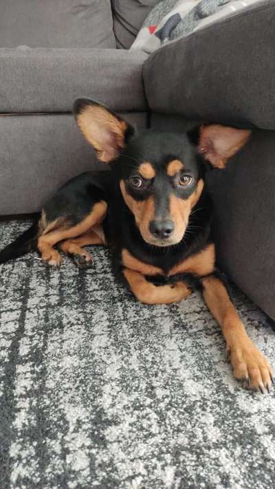 Auslandstierschutz-Beitrag-Bild