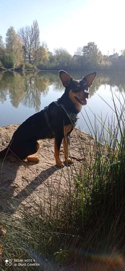 Hundetreffen-Gemeinsame Gassi-Runden-Bild