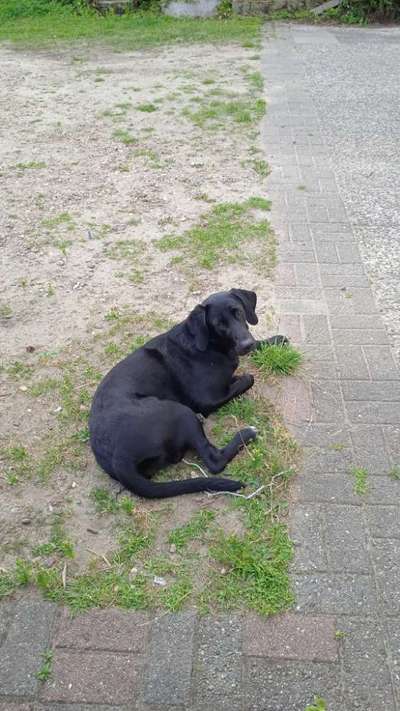 Hundetreffen-Welpe sucht Freund-Bild