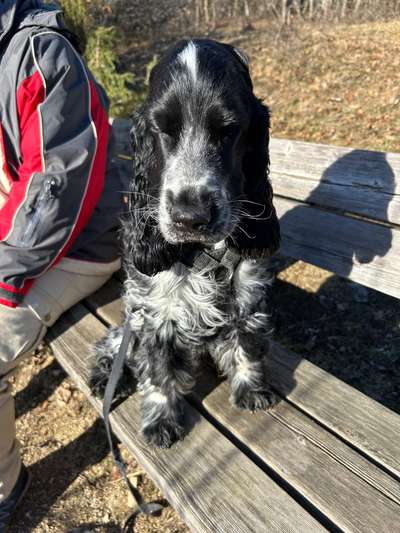 Hundetreffen-Gassi, Spielen u Trainingspartner-Bild