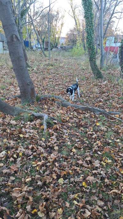 Springer Spaniel-Beitrag-Bild