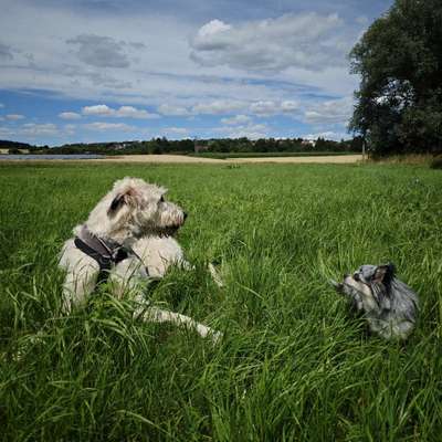 Hundetreffen-Training / Sozialkontakt-Bild