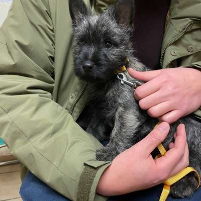 Hundetreffen-Junghunde Spielen Donaupark