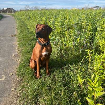 Hundetreffen-Spiel, Gassi und Trainingspartner-Bild