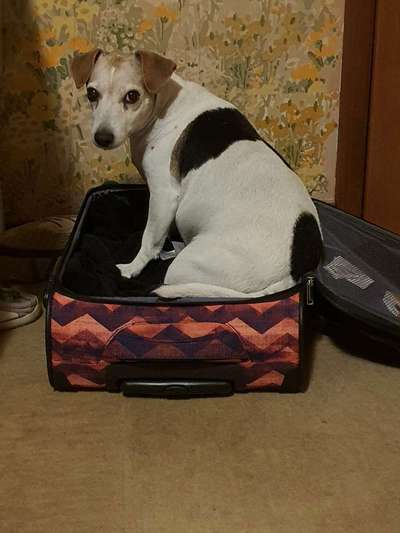 Die Dogorama Kalender Challenge Titelbild-Beitrag-Bild